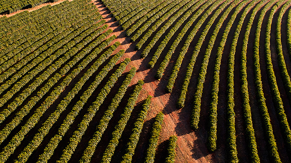 Seleção de Março – Fazenda Dois Irmãos